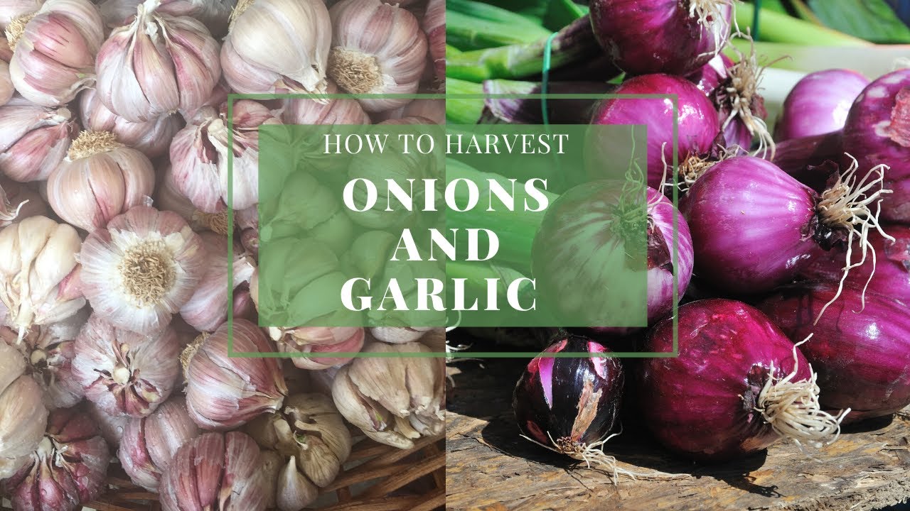 How to Harvest Onions and Garlic YouTube
