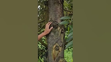 Dừng ngay việc đục, cạo vỏ sầu riêng khi bị xì mủ #saurieng