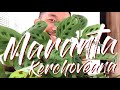 Maranta Kerchoveana Care and Propagation (With updates!)