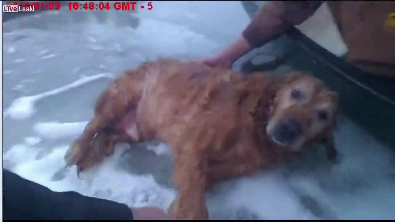 Bodycam Video Shows Rescue After Dog Falls Through Ice On Lake - YouTube