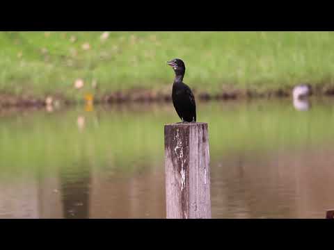 นกกาน้ำเล็ก (Little Cormorant)