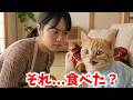 チョコを食べちゃった猫の末路　The Consequences of a Cat Eating Chocolate…