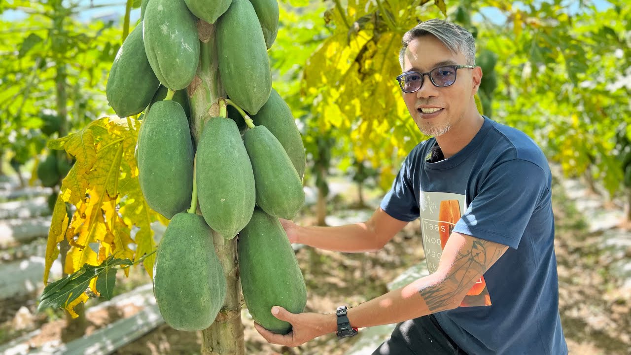 SEKRETO ng MABUNGANG PAPAYA + FARM TOUR