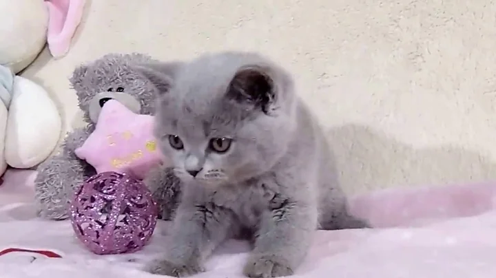 Video 757621: gray british shorthair kitten