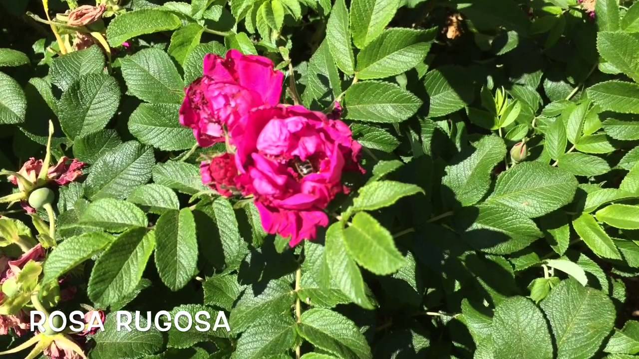 Rosa rugosa. Garden Center online Costa Brava - Girona.
