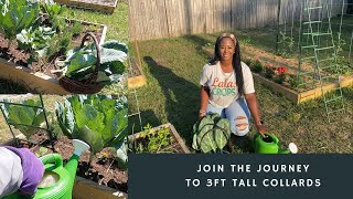 Join the journey to 3ft tall fertilizing Georgia Southern Collards