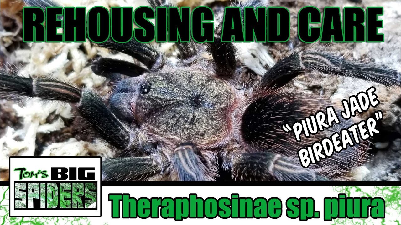 Thrixopelam pruriens Rehouse and Care Notes