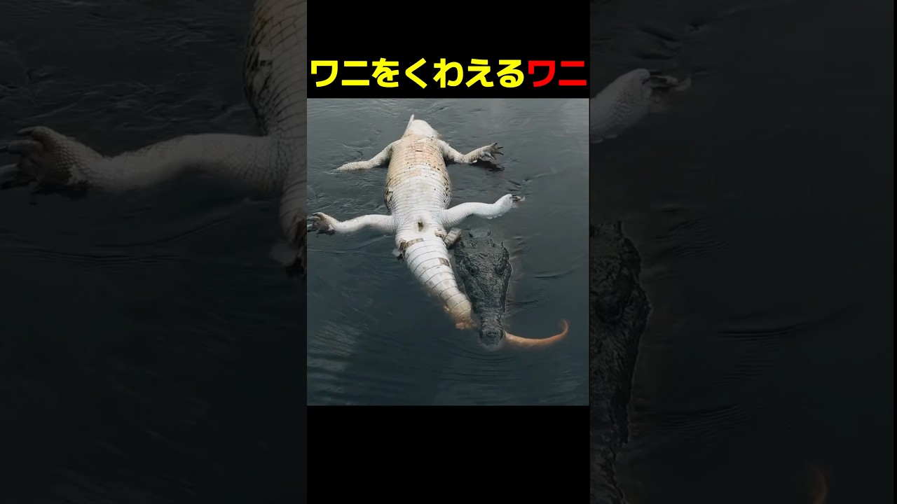ワニが仲間を運ぶ理由