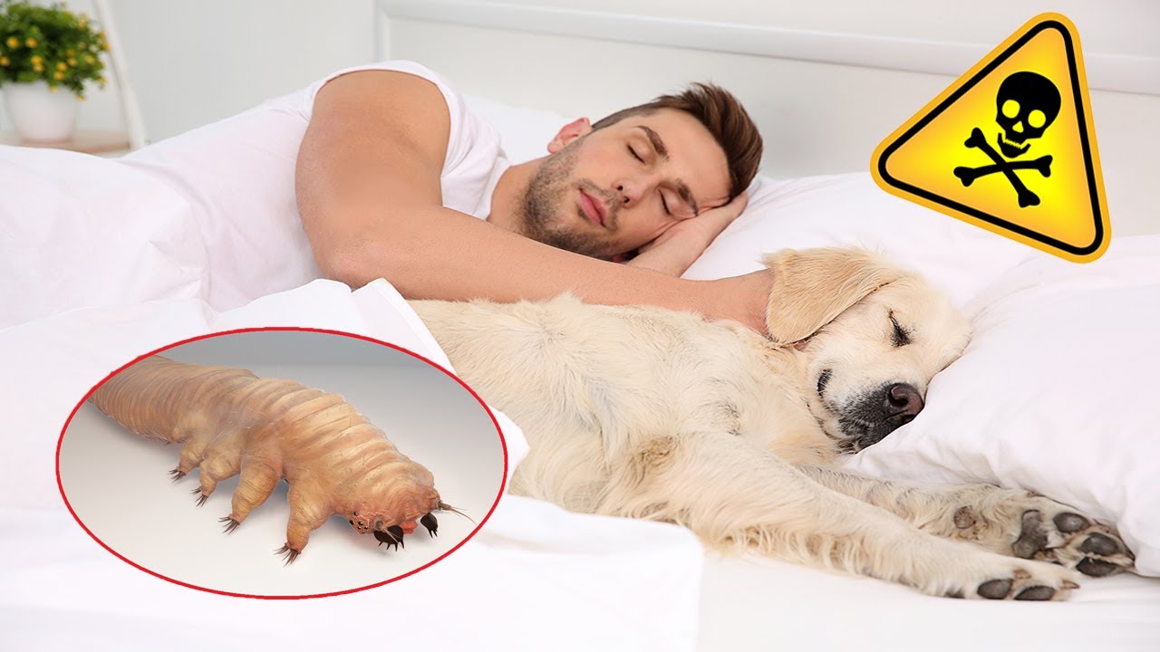 Should You Let Your Dog Sleep with You at Night?