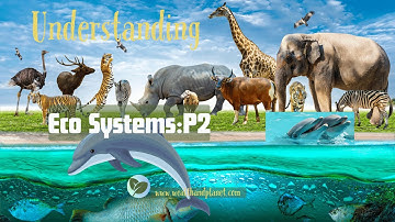 Ecosystems Part 2 of 4: Relationships in Ecosystems, the Food Chain, and Energy Flow
