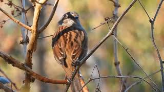 sounds of the birds dunnock