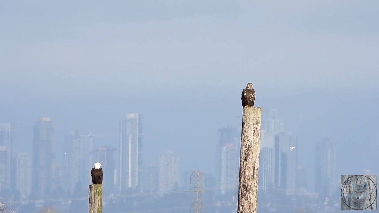 Sunday morning bald eagles in Vancouver BC