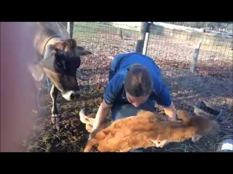 Raising A Family Milk Cow Pt 1 Bottle Feeding Early Handling Youtube