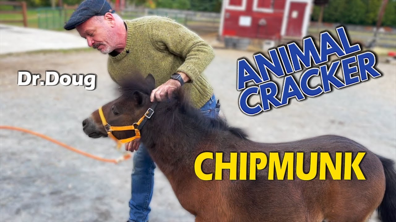 SASSY LITTLE MINI HORSE GETS FULL CHIROPRACTIC ADJUSTMENT 🐴