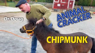 SASSY LITTLE MINI HORSE GETS FULL CHIROPRACTIC ADJUSTMENT