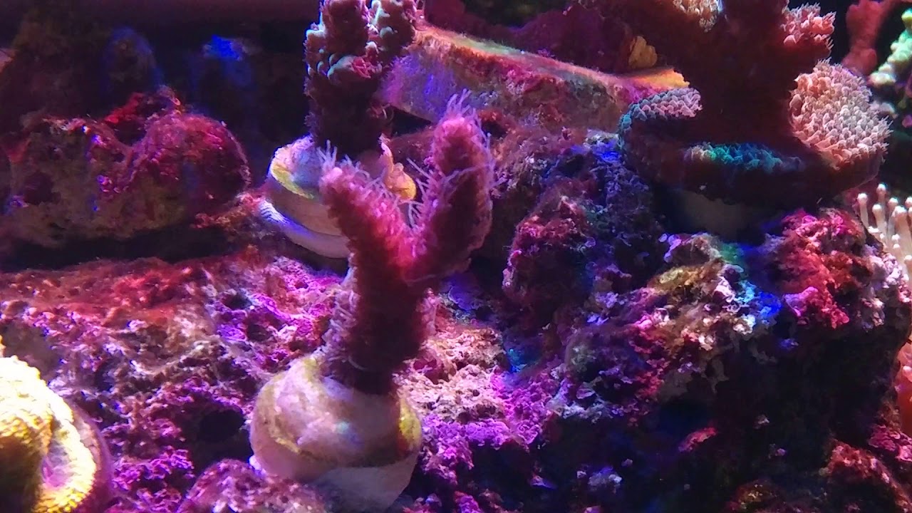 Red Millepora 레드 밀레포라 - YouTube