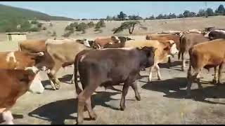 Huzur Çi̇ftli̇ği̇ Doğancilar İşletmemi̇zden Yaylim Hatirasi