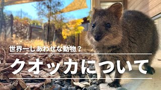 クオッカはこんな動物です！世界一しあわせな動物と呼ばる理由│埼玉県こども動物自然公園