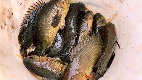 Trứng Kiến Vàng Loại Mồi Câu Cá Rô Cực Nhạy || natural fishing bait ant eggs