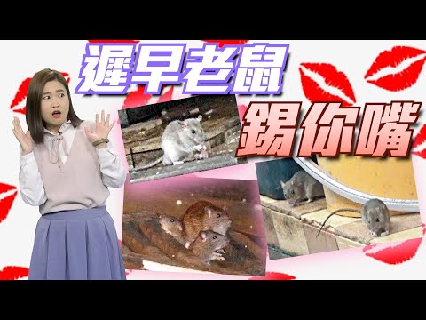 【on.cc東網】東網評論：餵鼠行為欠阻嚇　庸官怠惰懶執法