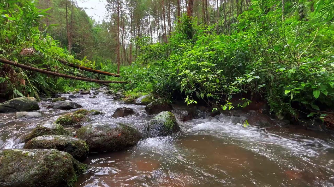 Relaxing Mountain Stream Sounds, Forest river Sounds for deep sleep, stress reliever, and meditation