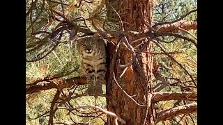 Bobcat in a tree: deer below