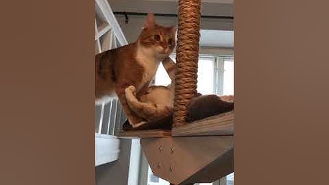 Battle over Kissapuu cat tree double perch