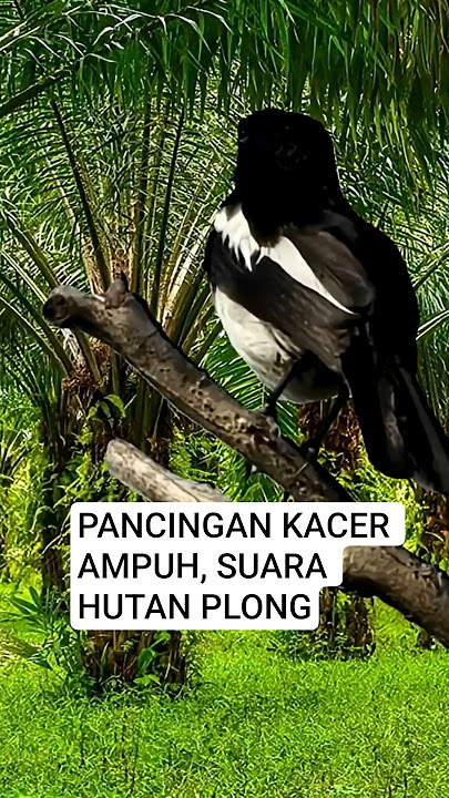 Download lagu PANCINGAN KACER SUARA BETINA MEMANGGIL JANTAN #kacer #kacergacor #kicaumania