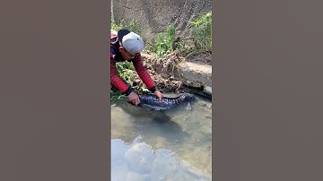 Cá Lớn - bắt gặp Cá Lóc Bông Khủng đang tắm nắng 😱 #khacthuyvlogg