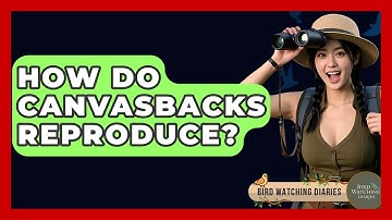 How Do Canvasbacks Reproduce? - Bird Watching Diaries