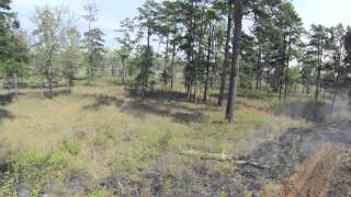 Stoddard Plot Prescribed Fire