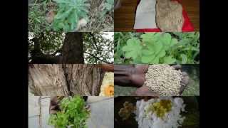Medicinal Rice B4 Formulations for Bhringraj Allergy: Pankaj Oudhia's Medicinal Plant Database screenshot 5