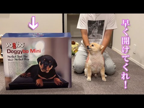 愛犬に高級ベッドをプレゼントした結果こうなりました…笑