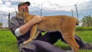 This Blind Bobcat Had Never Known Freedom, Until Love Changed Everything