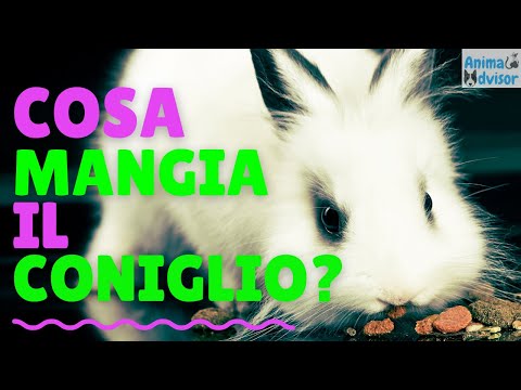 Video: I conigli possono mangiare il crescione?