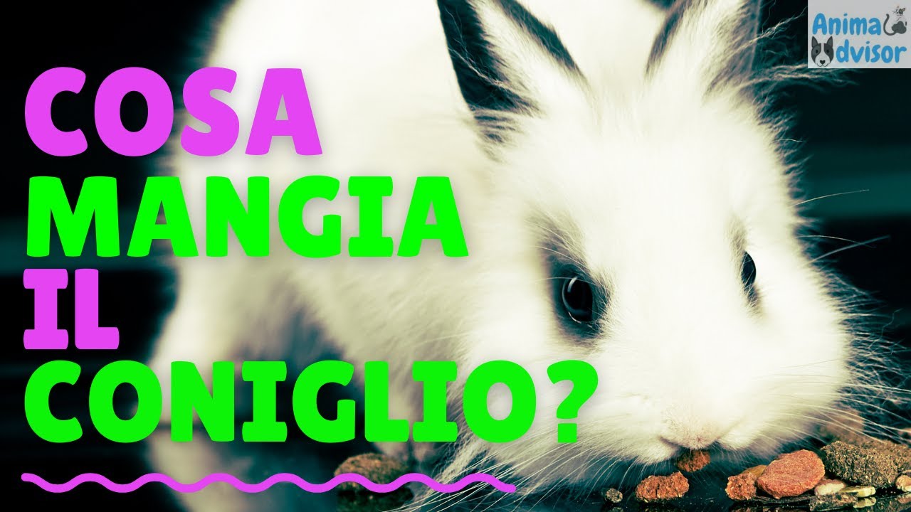 COSA MANGIA IL CONIGLIO