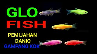 CARA BREEDING. MEMIJAHKAN.DANIO GLOFISH  PALING MUDAH.SIMPELL 100%BERHASIL !!!!! #glofish #ikanhias