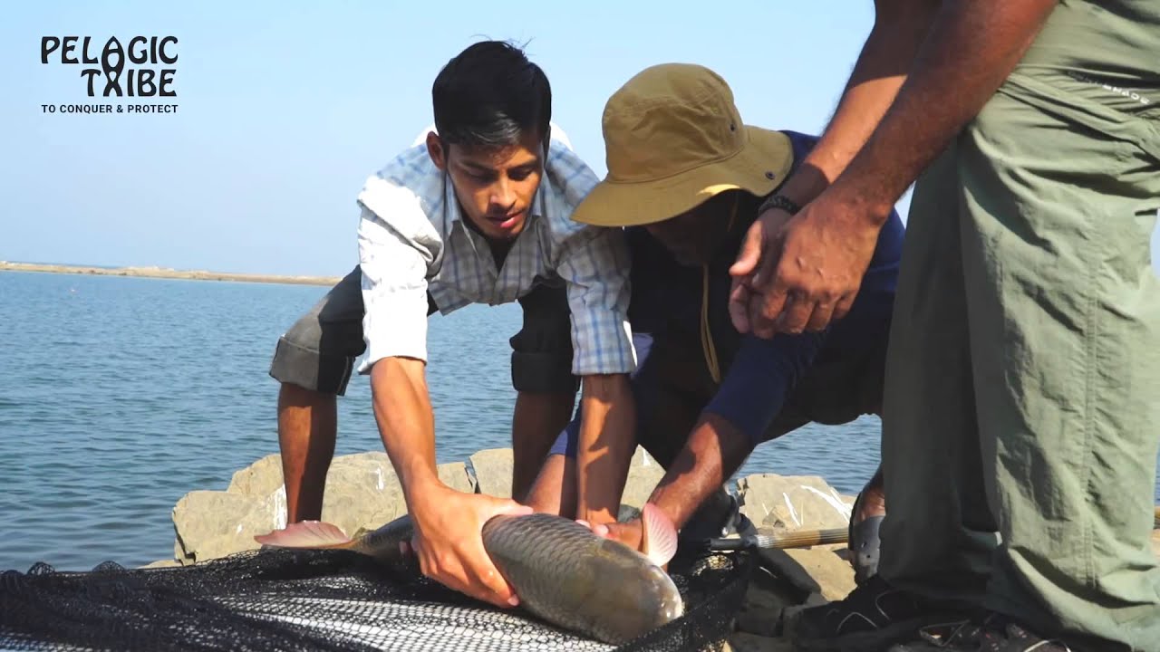 Pelagic Tribe Catching a Carp YouTube