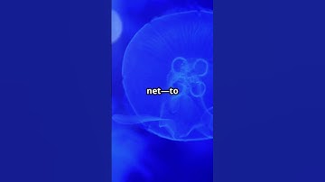 How Is This Brainless Blob Still Alive? #Jellyfish #WeirdFacts #Shorts