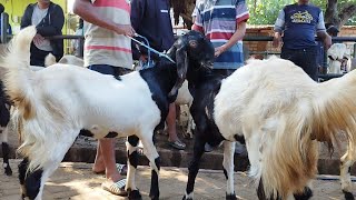 2 Ekor 1 juta !! Bakalan Betina Super Harga Murah Meriah !! Pasar Kambing Tuban