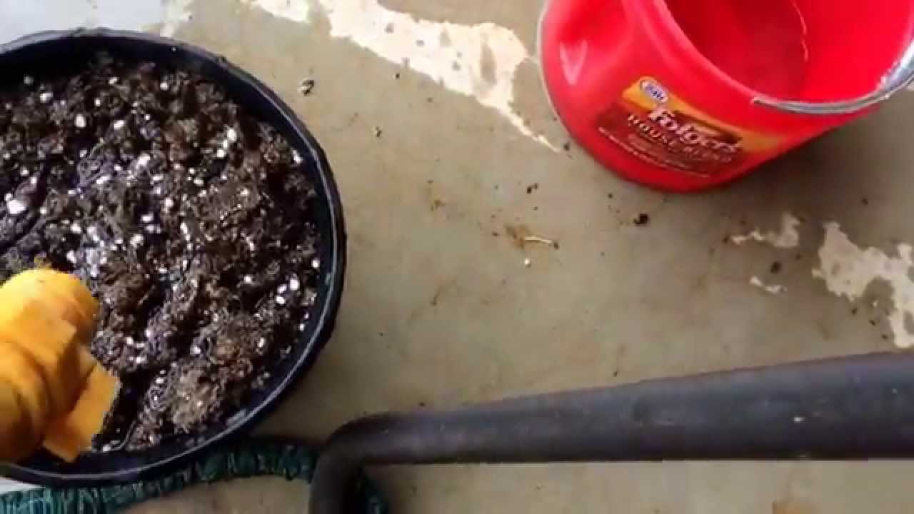 How to grow pinto beans with Matthew Leonard YouTube