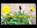 El Diente de León: alimento y remedio natural.