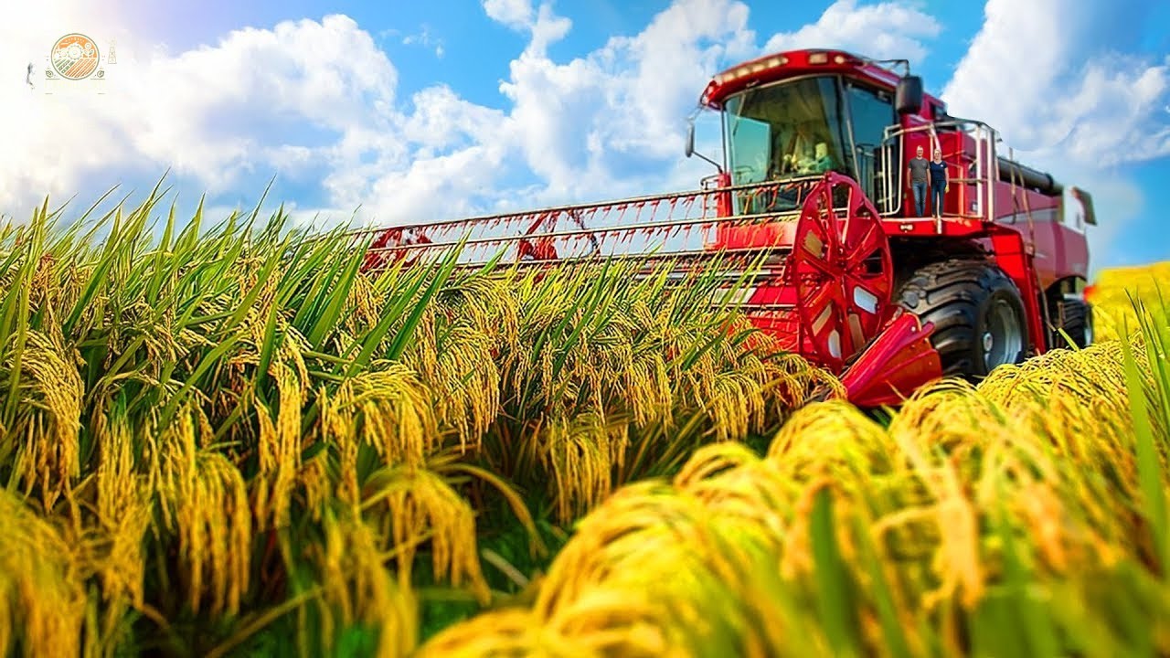 How Thai Farmers Harvest and Process Millions of Tons of Rice Each Year | Agriculture Technology