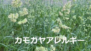 22年5月9日 今日のカモガヤなどのイネ科花粉 やや多い 予想 花粉症の原因となる 東京都内の花粉飛散情報 By 埼玉大学 花粉症の最新予防 対策なら 花粉症クエスト