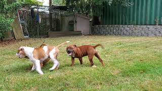 Akc Staffordshire Bull Terrier Puppies Playing, 5 Mths Old
