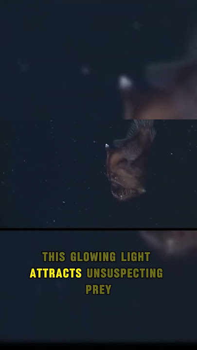 This Fish Has a Built in Flashlight – Deep Sea Won #animalfacts  #wildlife  #didyouknow