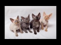 Cornish Rex Vs Devon Rex