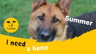 Summer the super German Shepherd | Dogs Trust Evesham by Dogs Trust 270 views 2 days ago 1 minute, 37 seconds