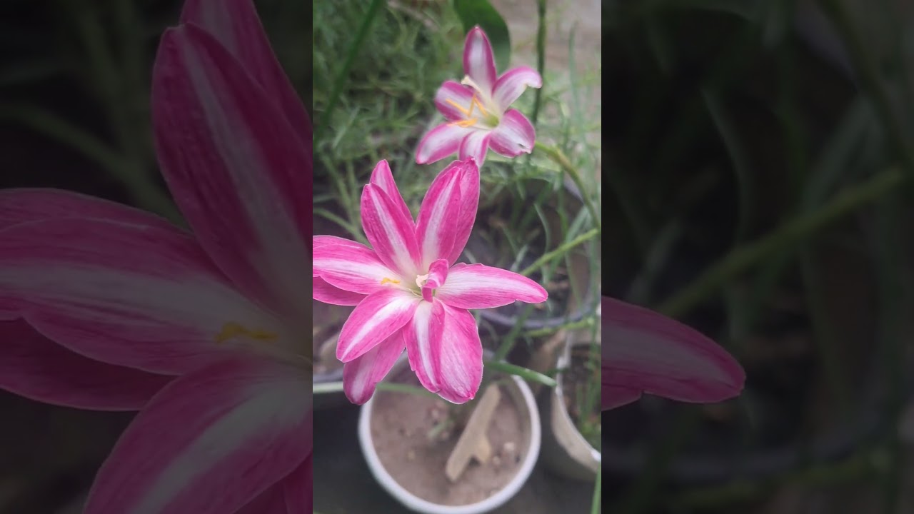 Double fuchsia, My picotte, Sweet jelly and Fluffy cup rain lillies 