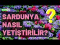 ÇİÇEKÇE   SARDUNYA YETİŞTİRİCİLİĞİ YALOVA